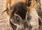 John Scholey -  Whiskers_Yorkshire Wildlife Park